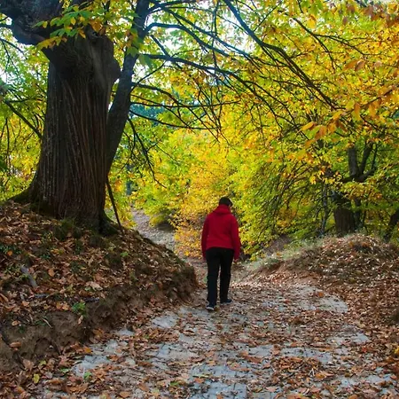 Pansiyon Torrhebıa Dağ Evı